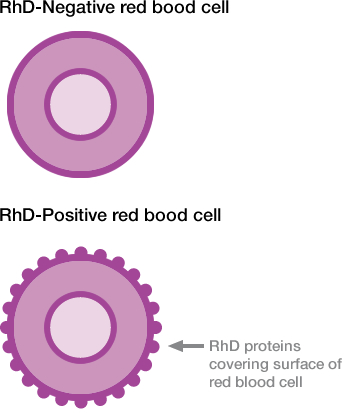 RhD blood cells